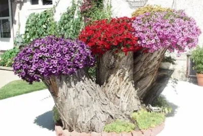 flores