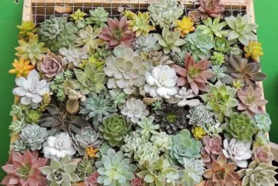 flores