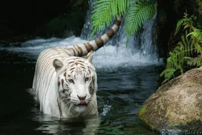 wild tiger
