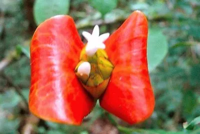 flores