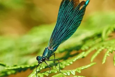 colorful dragonlady