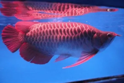 arowana