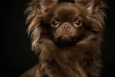choclate chi