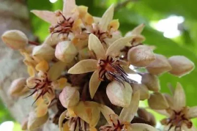 flores