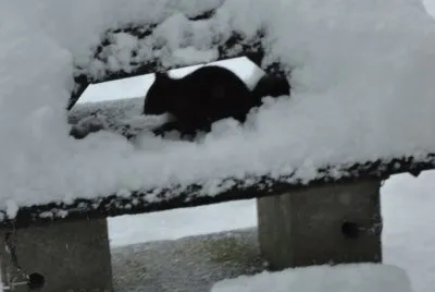 ecureuil dans la neige