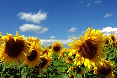 פאזל של sonnenblumen