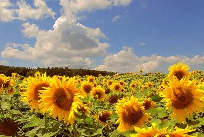 פאזל של sonnenblumen
