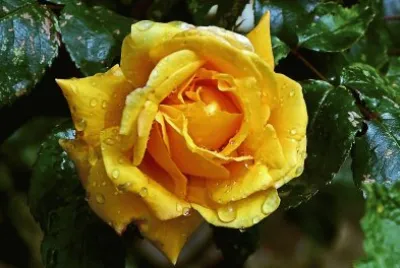 rose