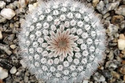 natural