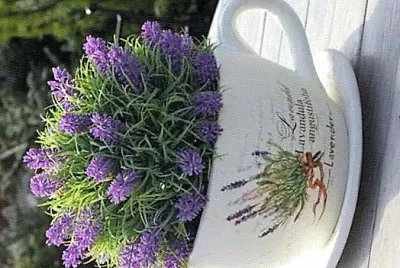 פאזל של flores