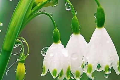 flores
