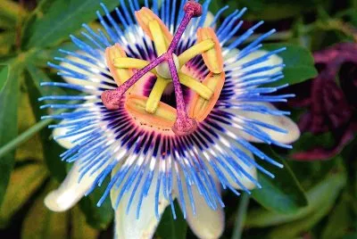 flores