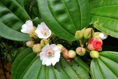 flores