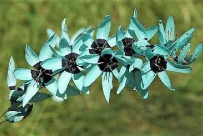 flores