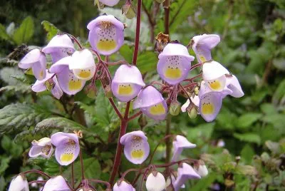 flores