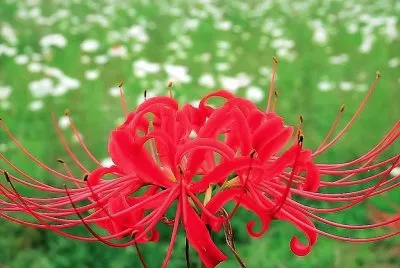 flores