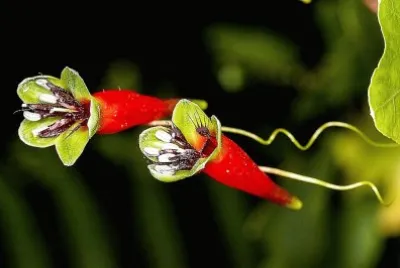 flores