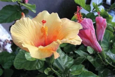 flores