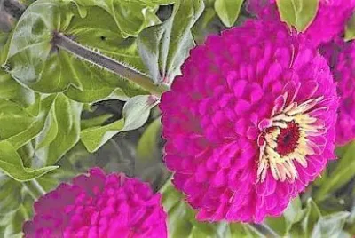 flores