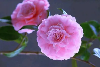 flores