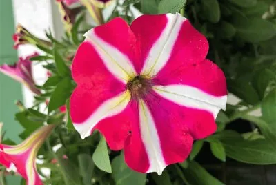 flores