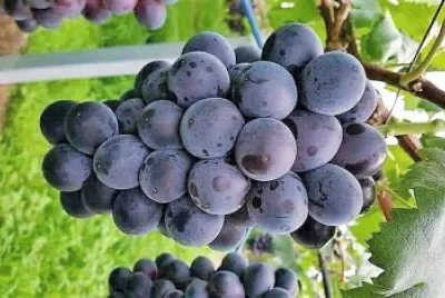 frutas