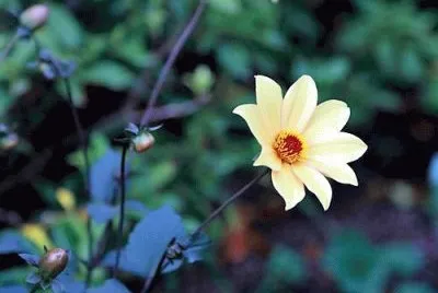flores
