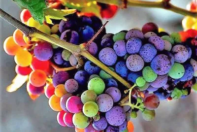 frutas