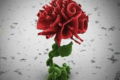 flores