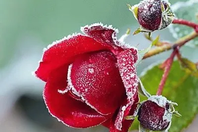 flores