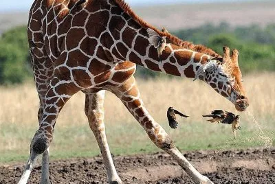 natural jigsaw puzzle