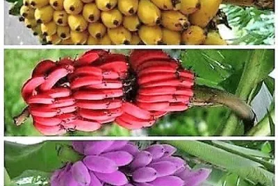 frutas
