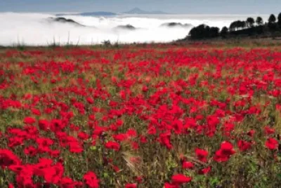 FLORES ROJAS