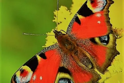 natural jigsaw puzzle