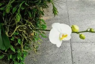 פאזל של natural