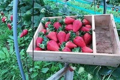 frutas