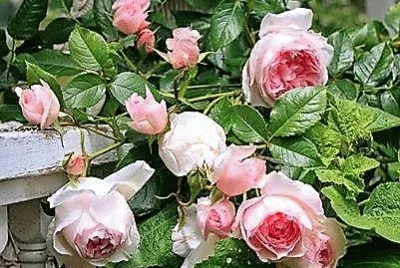 flores