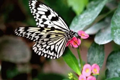 papillon