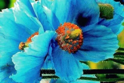flores