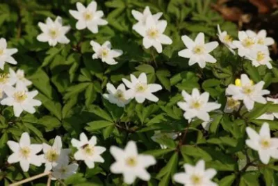 פאזל של les fleurs d 'ema