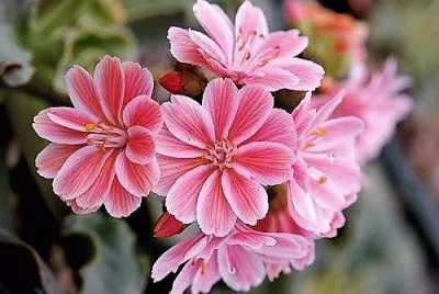 flores