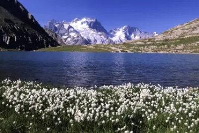 llac