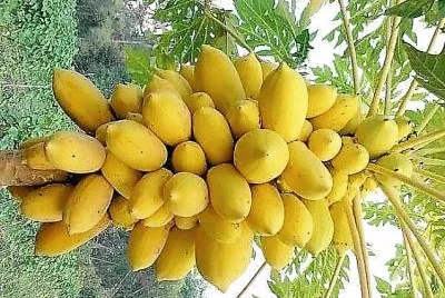 frutas