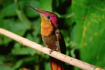 Colibri rubino-topazio