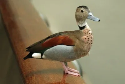 Alzavola brasiliana