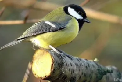 mÃ©sange