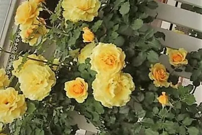 flores