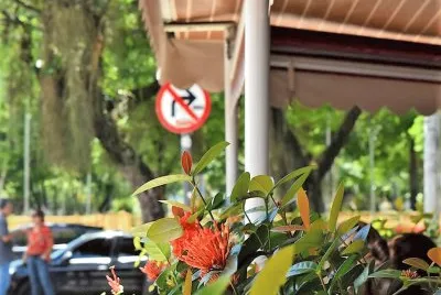 flores