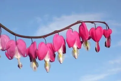 flores
