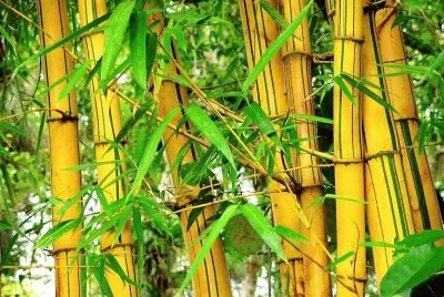 natural jigsaw puzzle